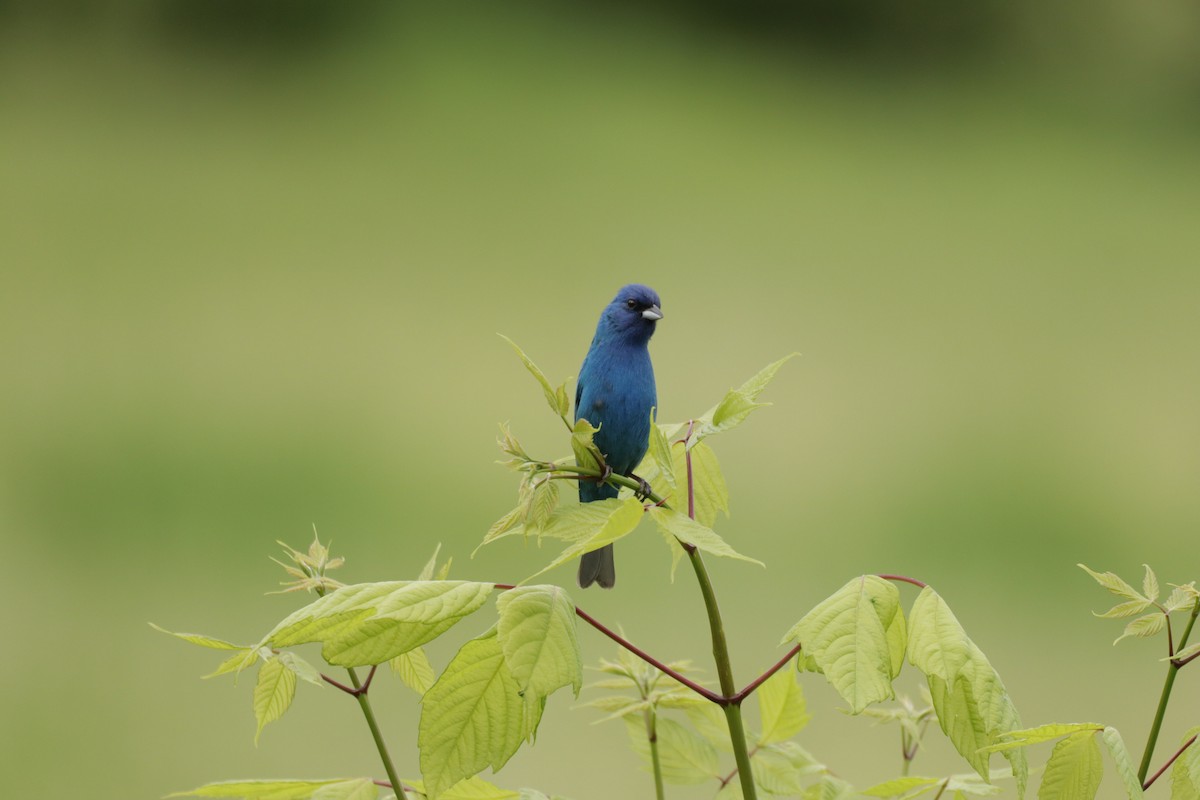Indigo Bunting - ML647113502