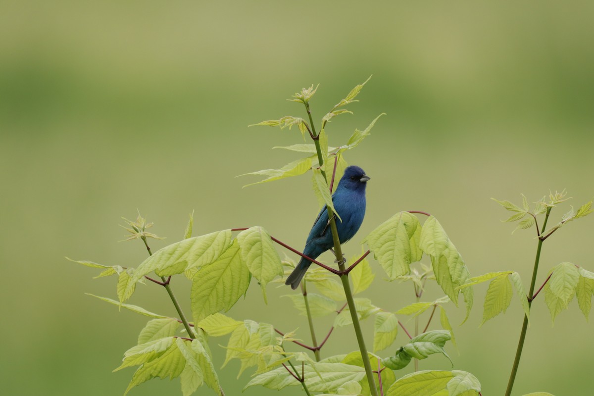 Indigo Bunting - ML647113503