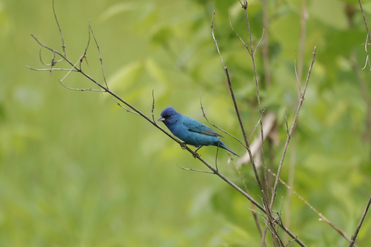 Indigo Bunting - ML647113504