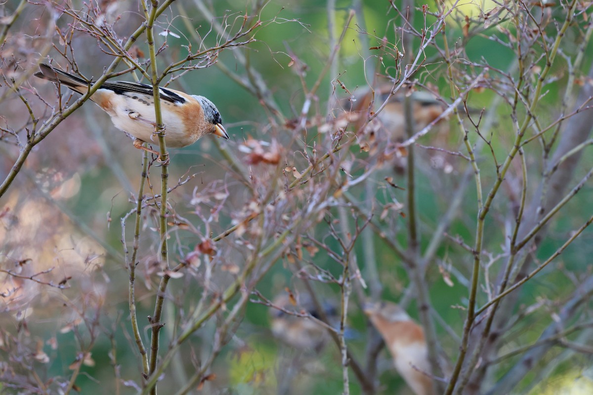 花雀 - ML647113505