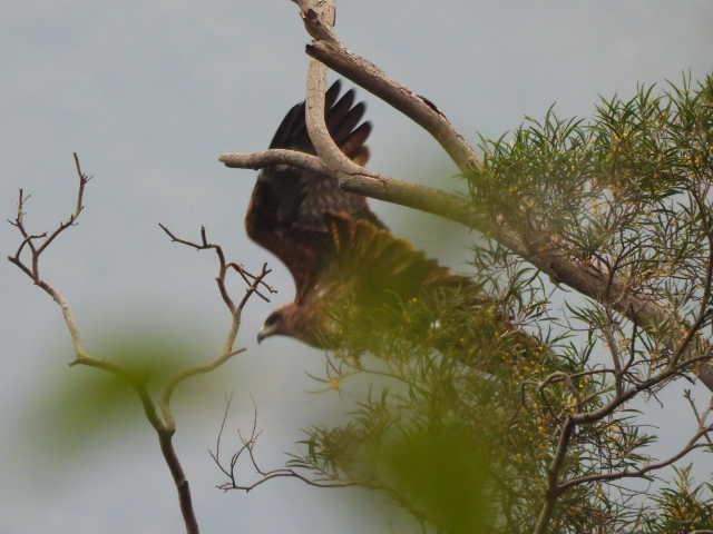 Black Eagle - ML647113506