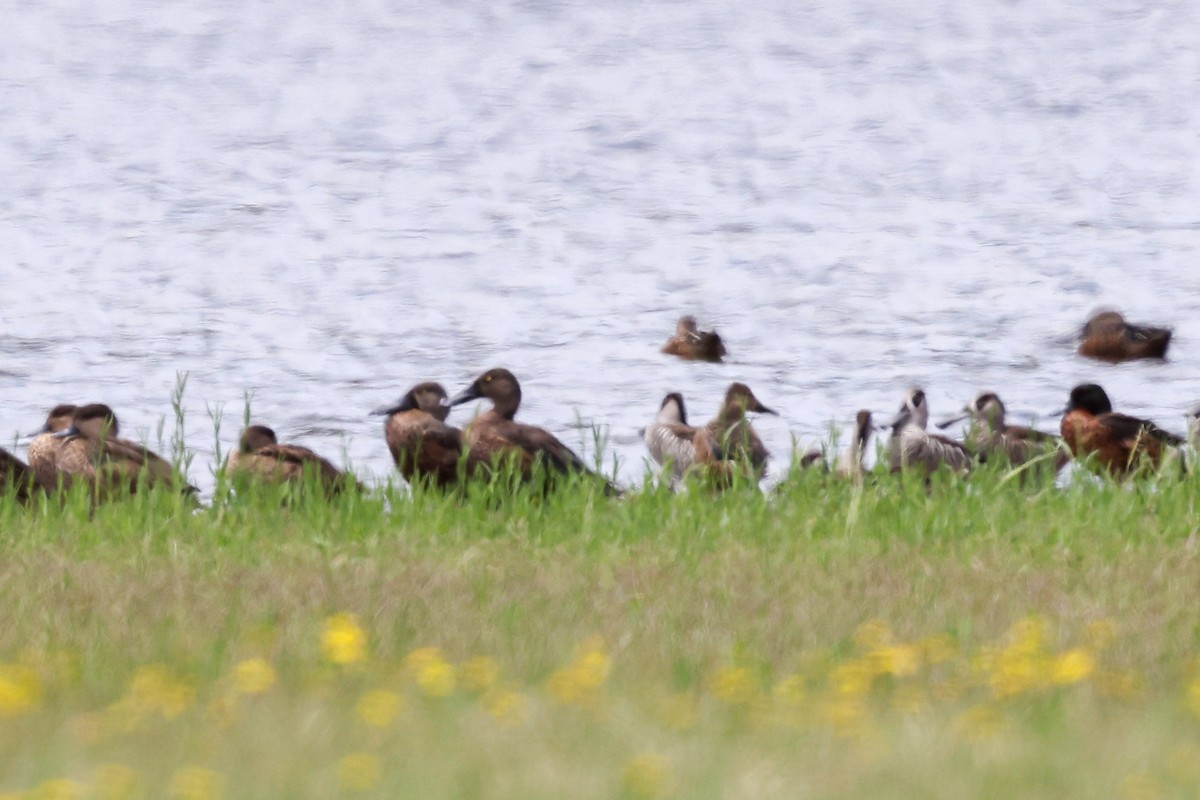 Canard bridé - ML647113507