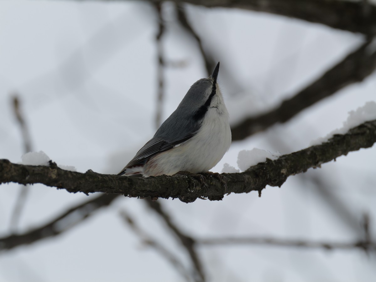 茶腹鳾 - ML647113508