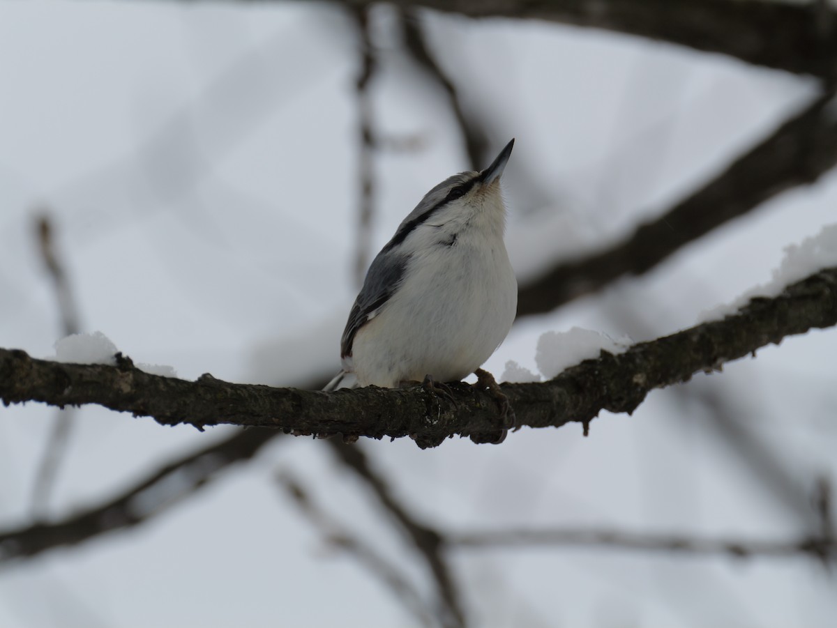 茶腹鳾 - ML647113509