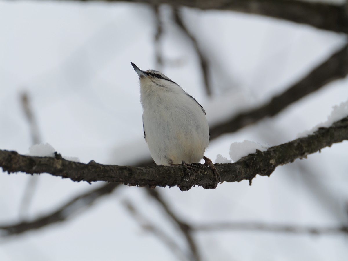 茶腹鳾 - ML647113510