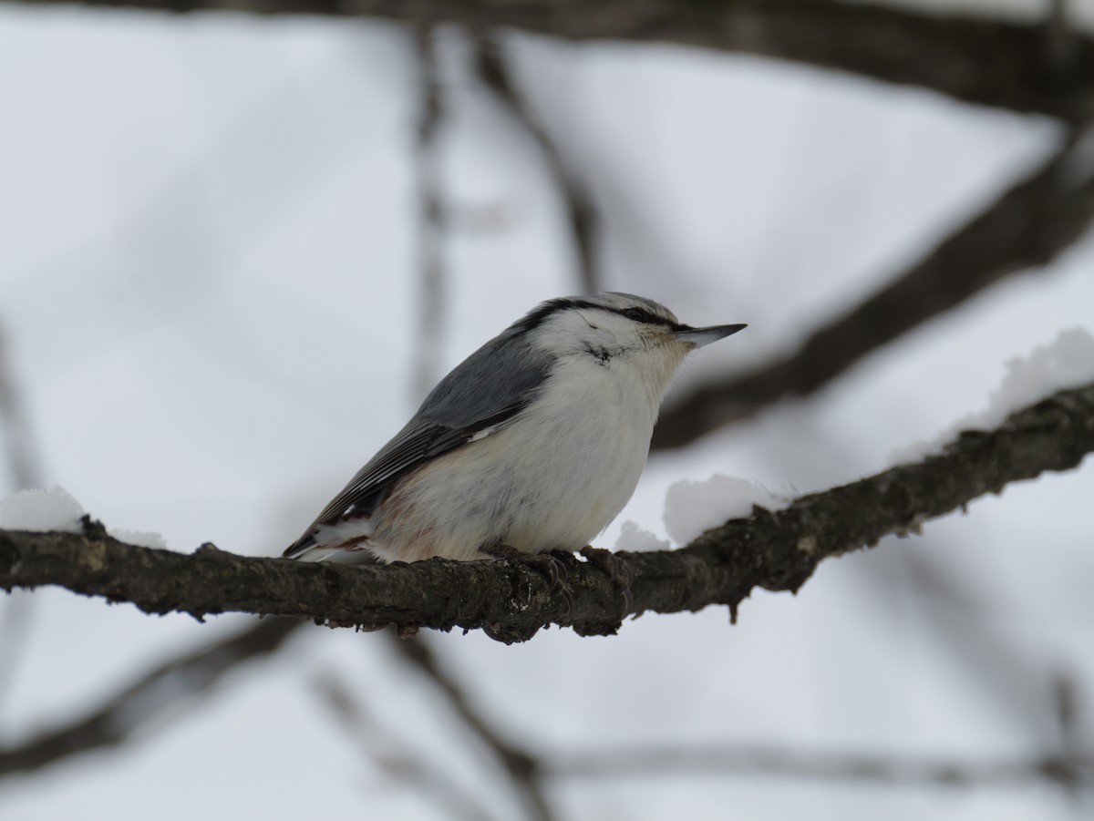 茶腹鳾 - ML647113512