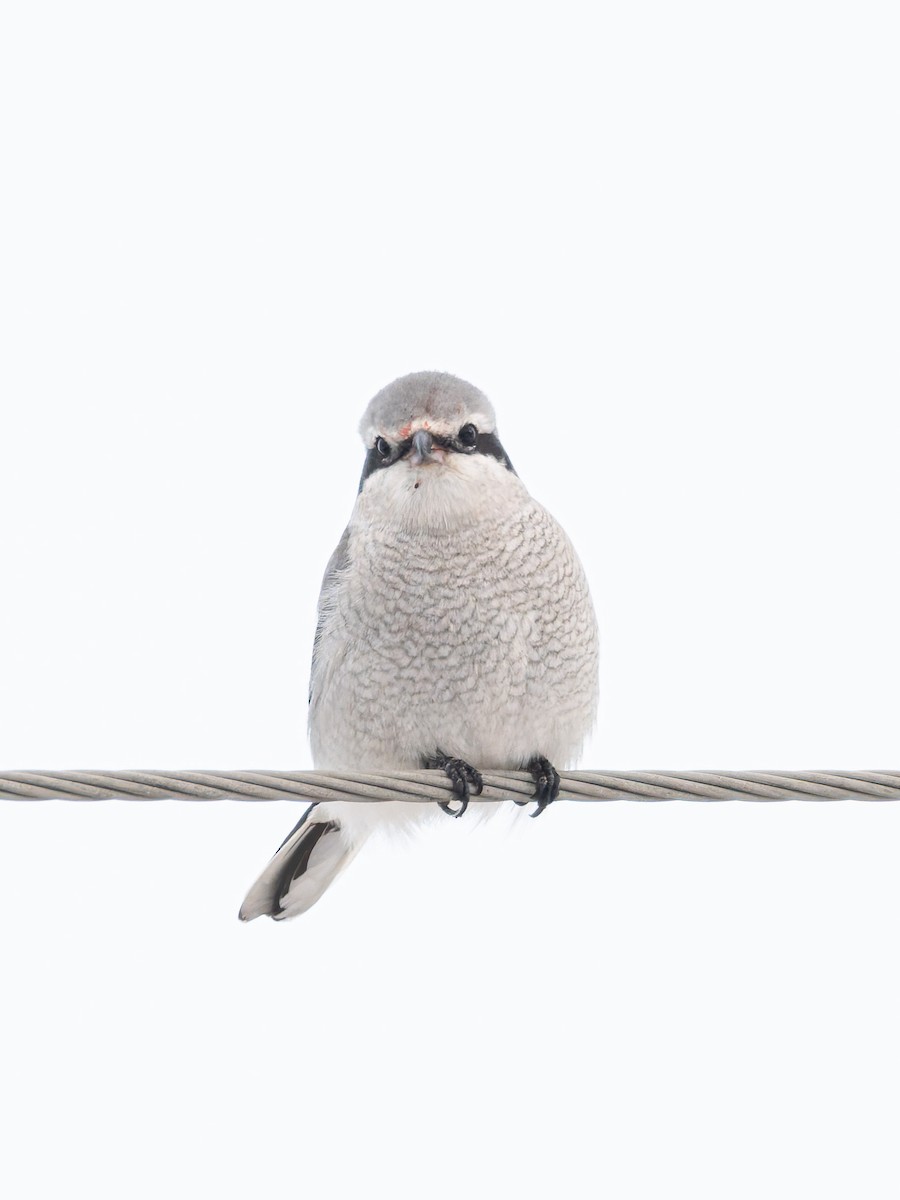 Alcaudón Boreal - ML647113516