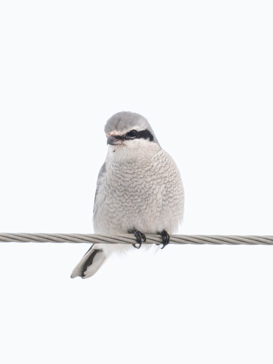 Alcaudón Boreal - ML647113517