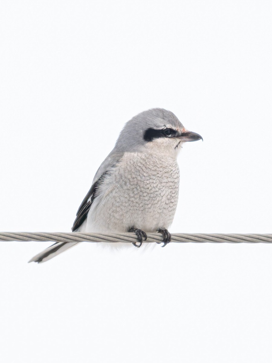 Alcaudón Boreal - ML647113518