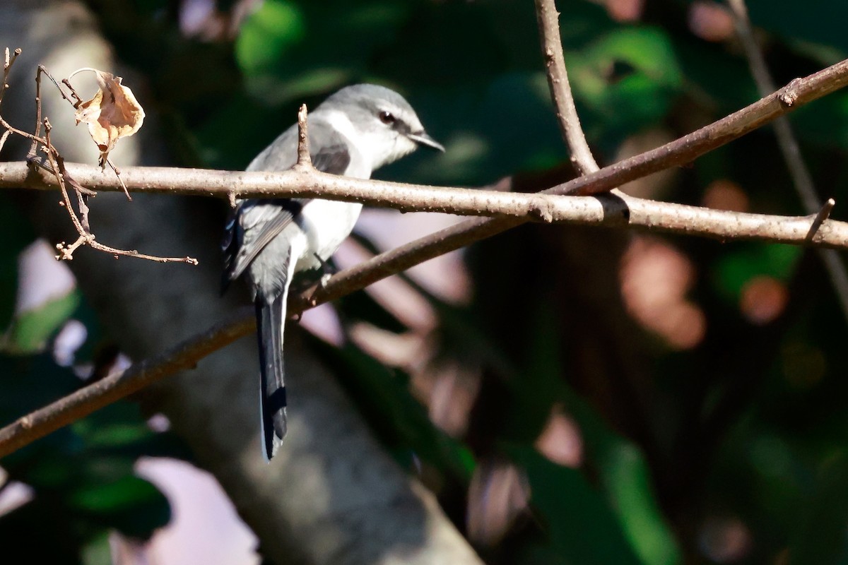 琉球山椒鳥 - ML647113519