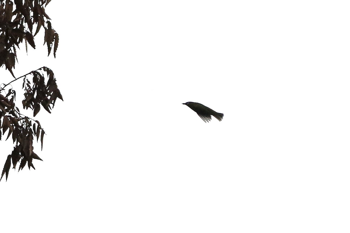 日菲繡眼 - ML647113523