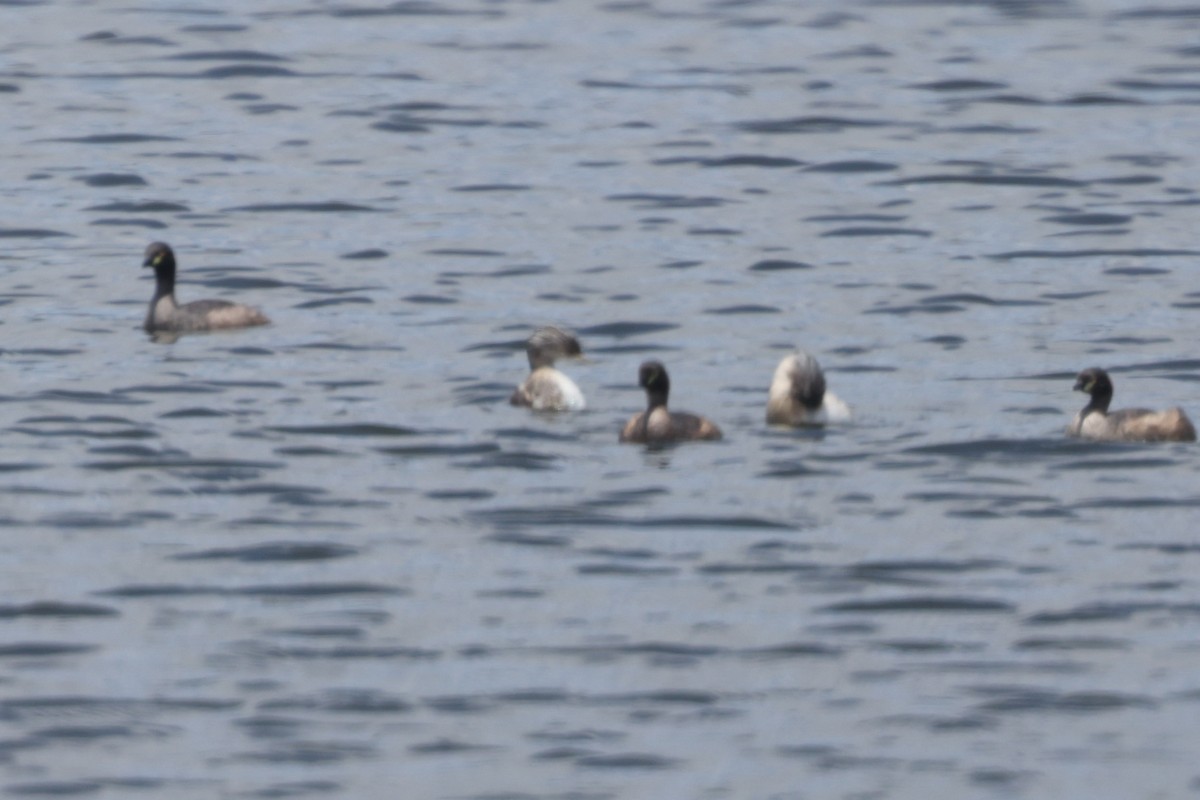 Hoary-headed Grebe - ML647113524