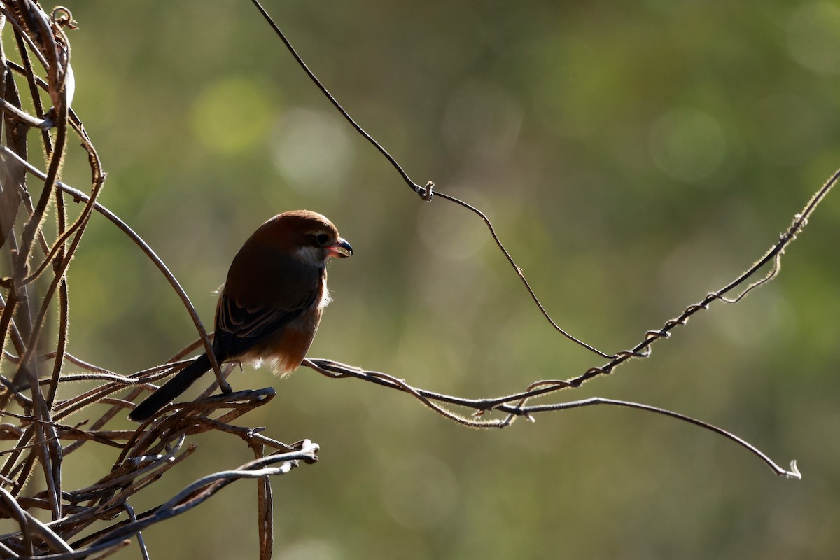 紅頭伯勞 - ML647113525