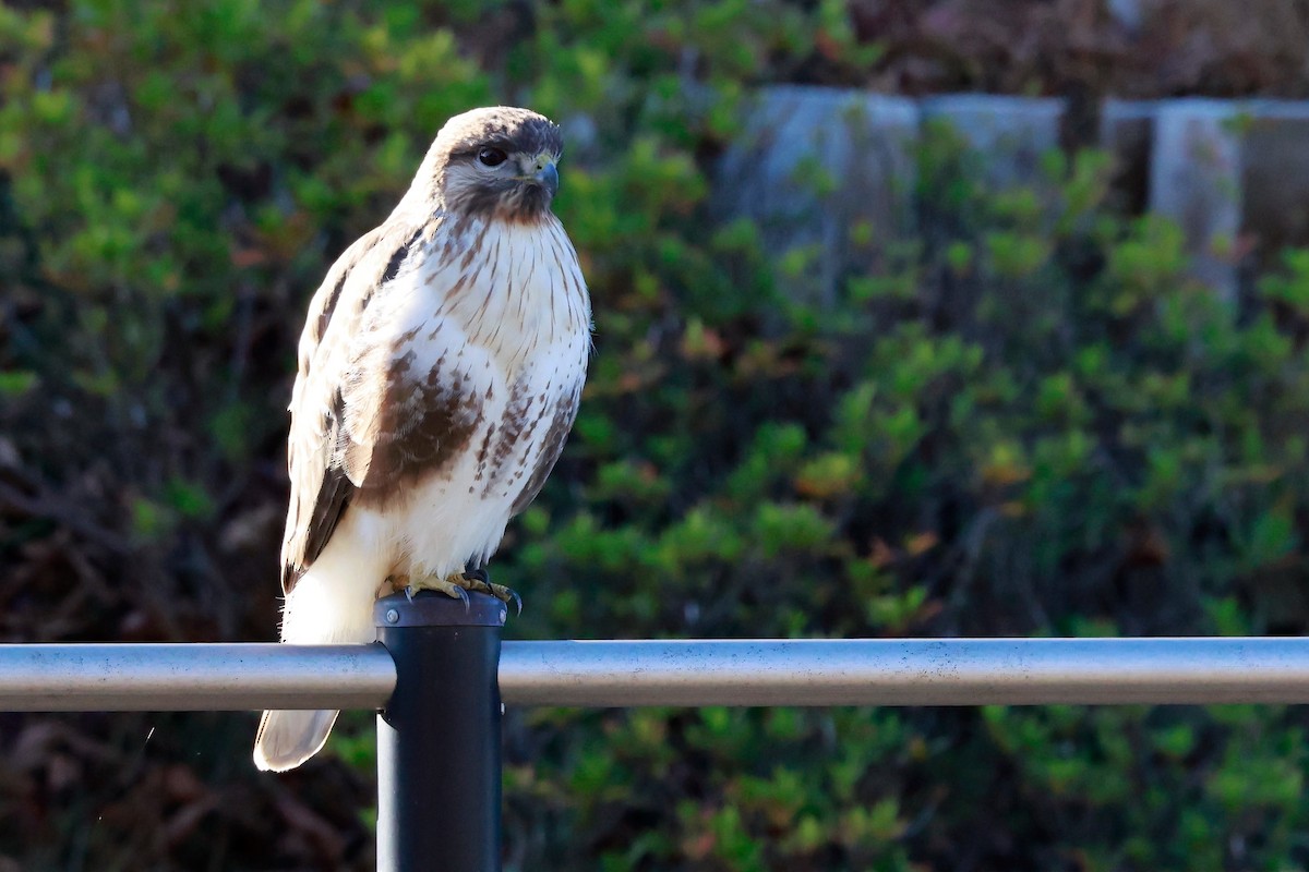 東方鵟 - ML647113532