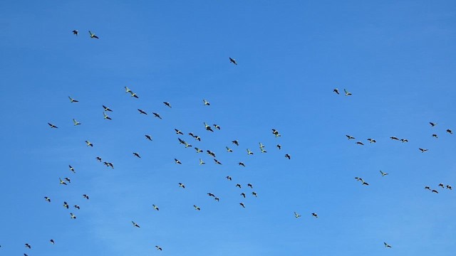 Амазон зеленощокий - ML647113533