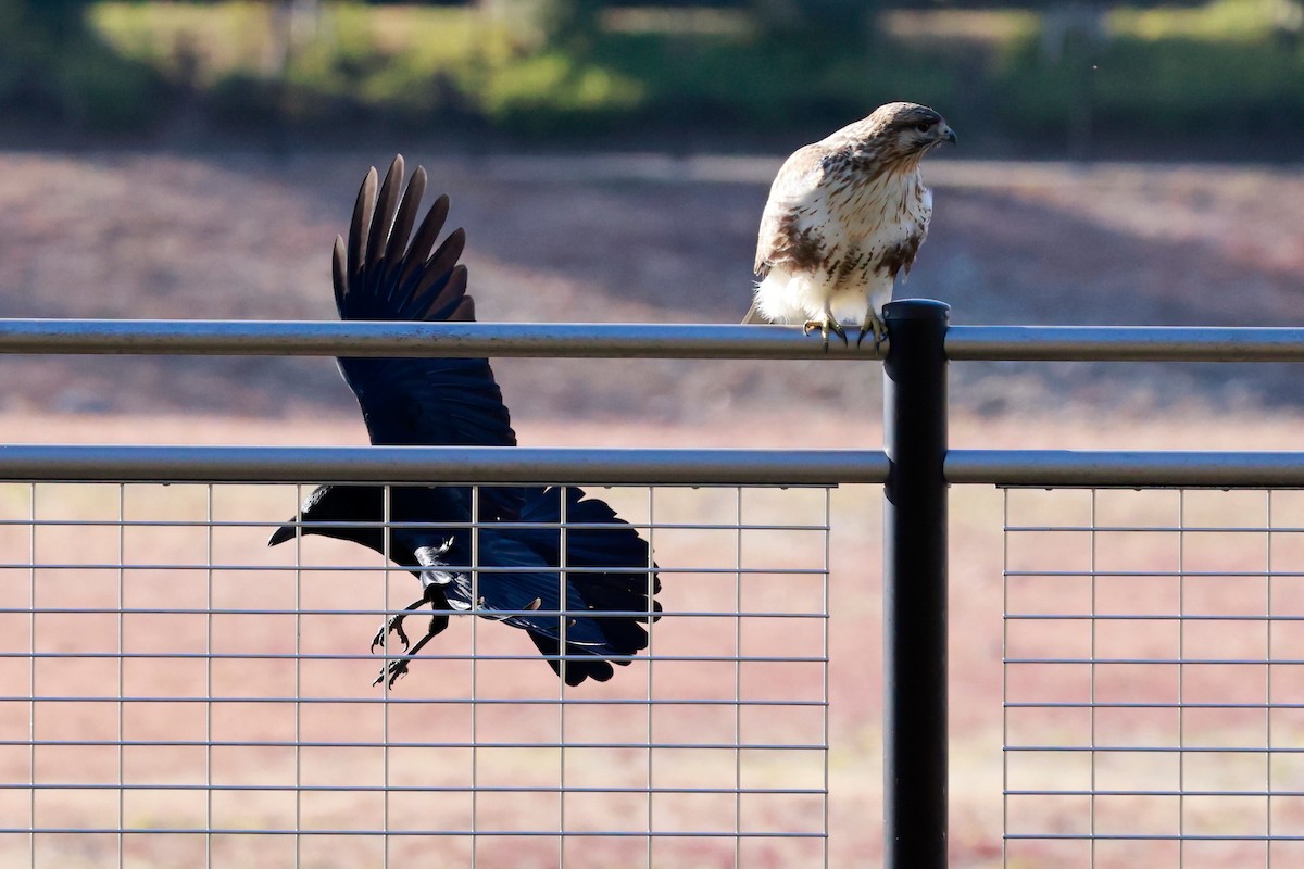 東方鵟 - ML647113534