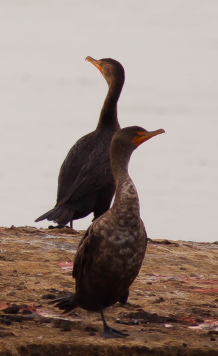 Double-crested Cormorant - ML647113535