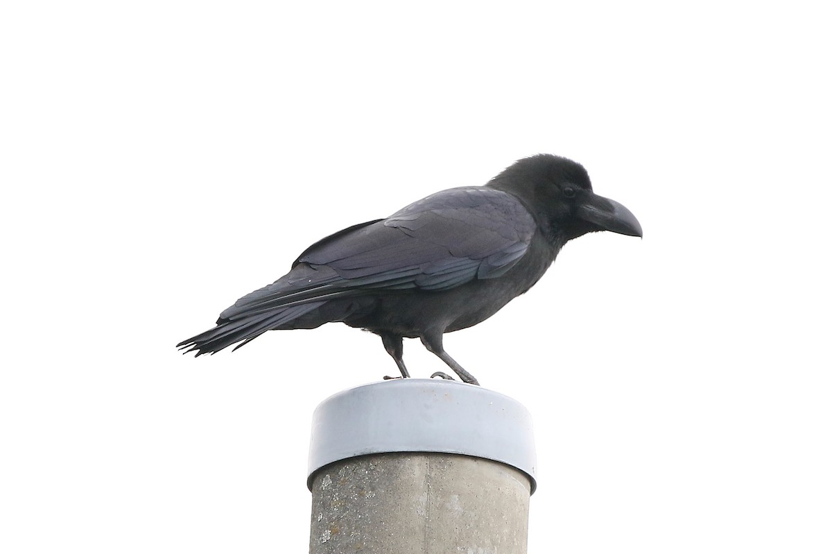 巨嘴鴉 - ML647113539