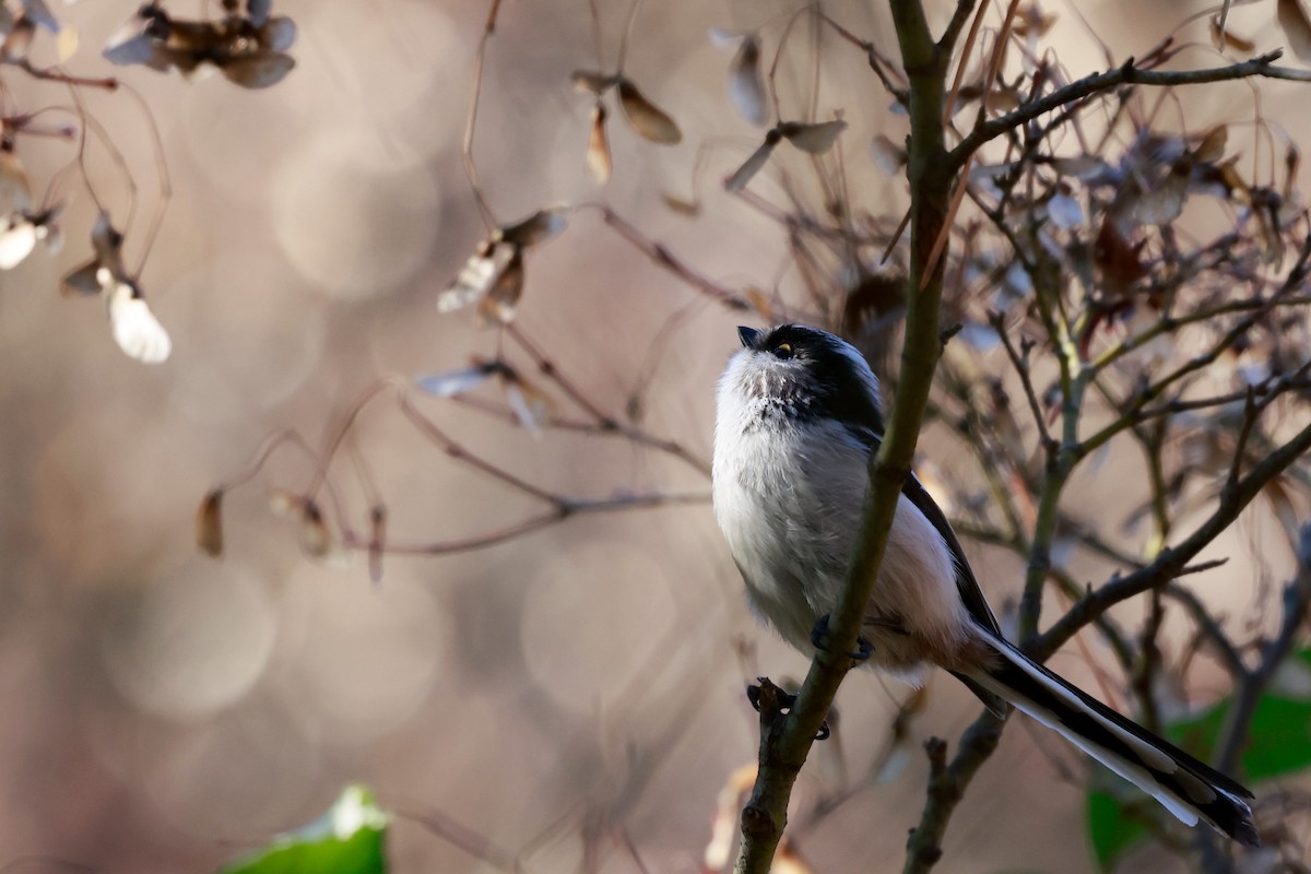Long-tailed Tit - ML647113545
