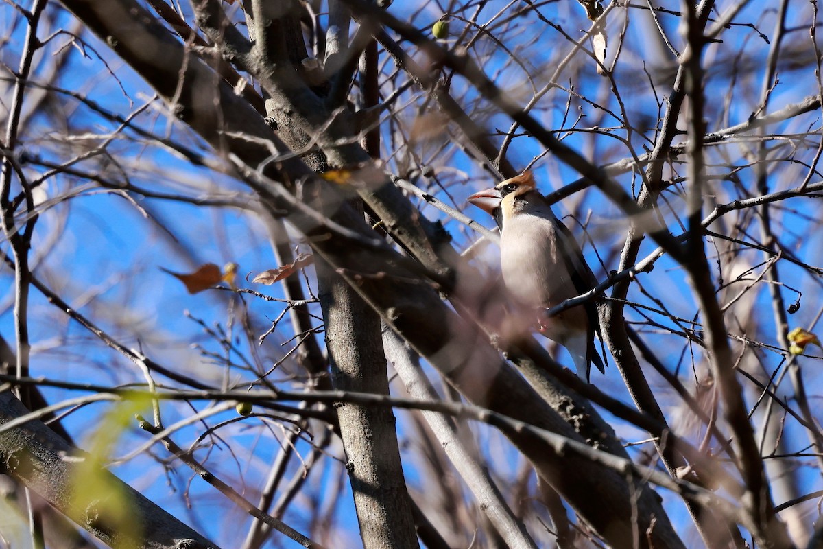 臘嘴雀 - ML647113550