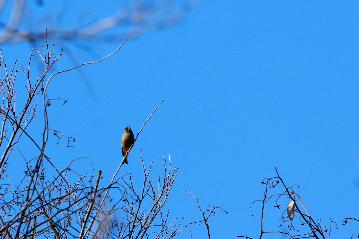 金翅雀 - ML647113554