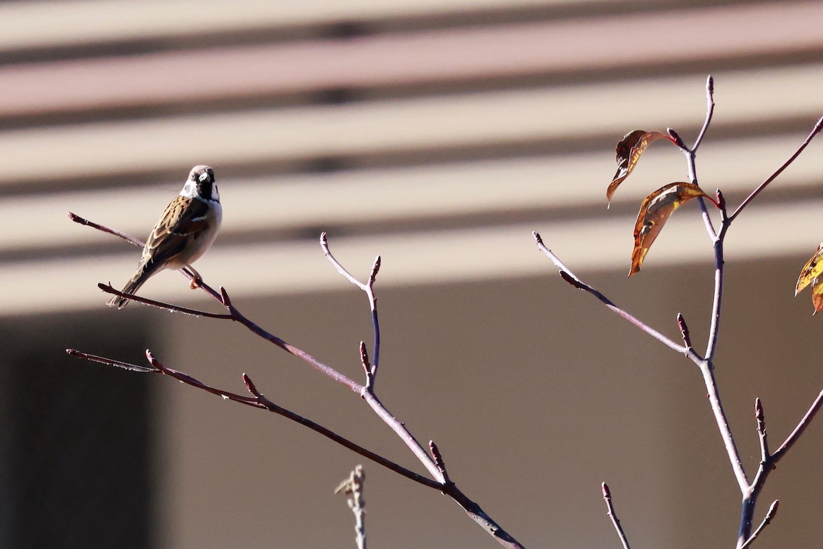 麻雀 - ML647113558