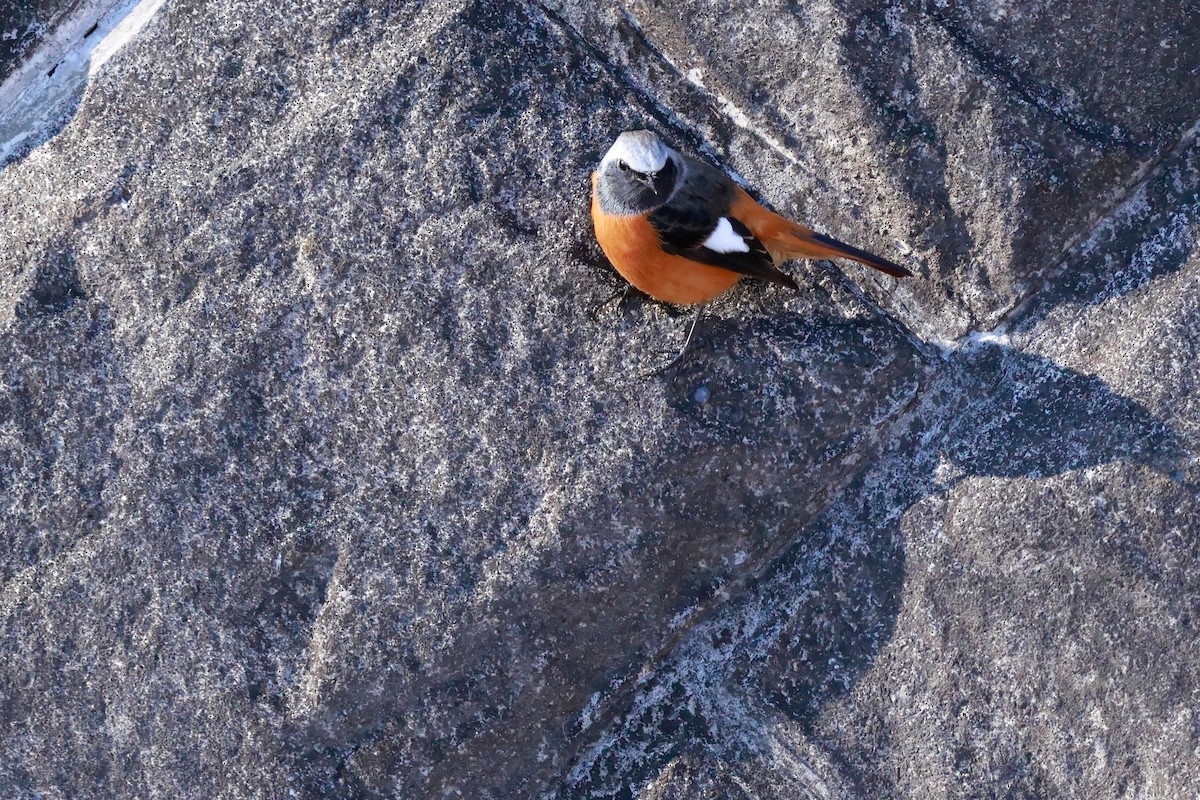 黃尾鴝 - ML647113560