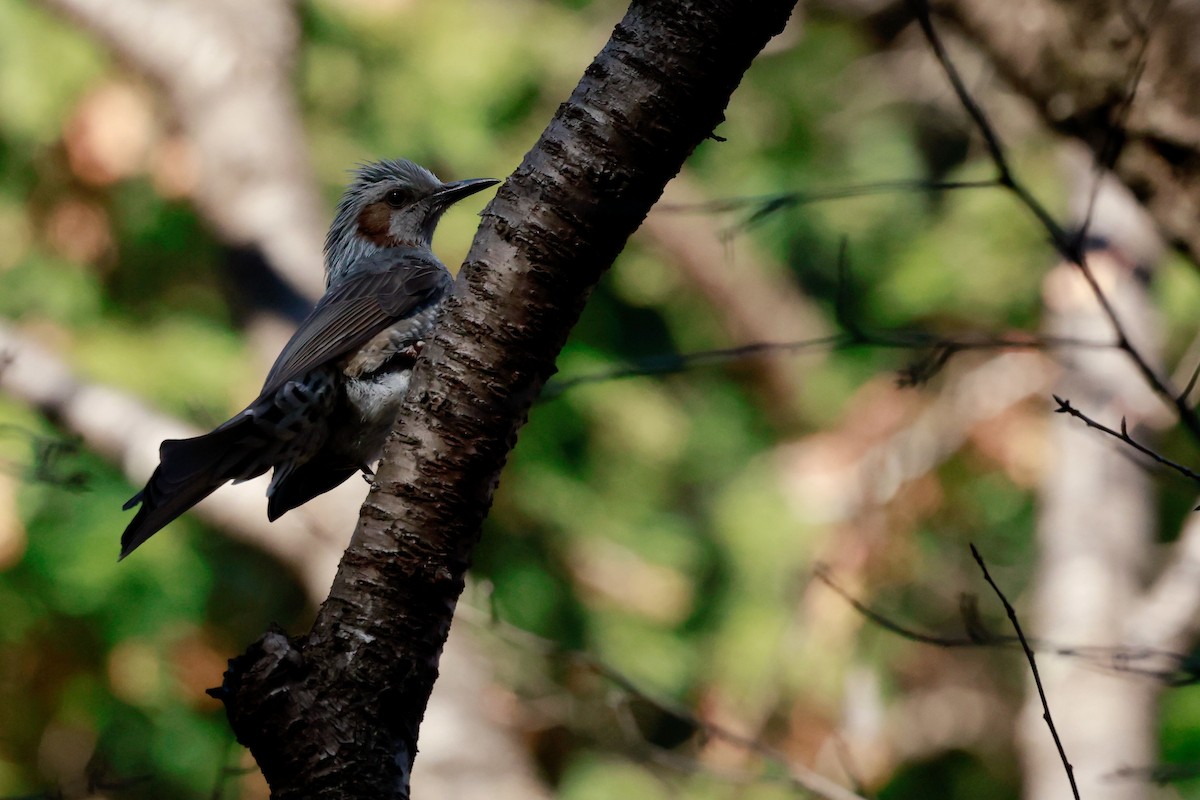 棕耳鵯 - ML647113563