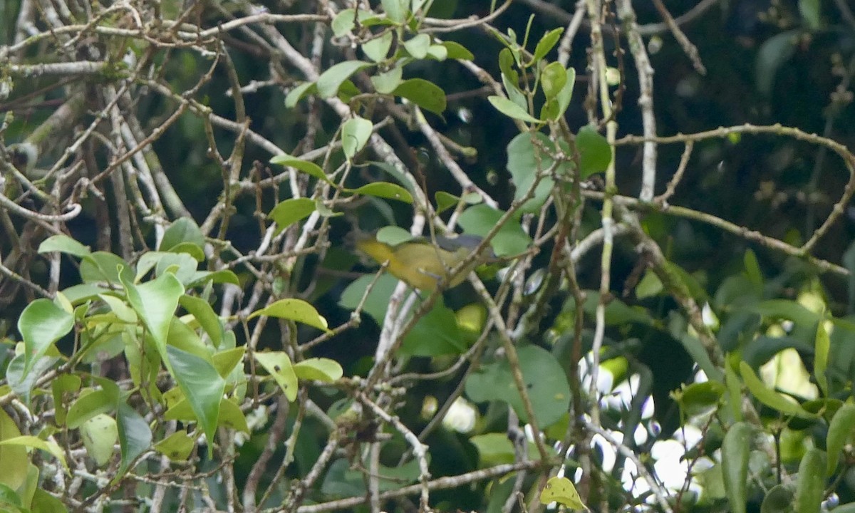 Scrub Euphonia - ML647113564