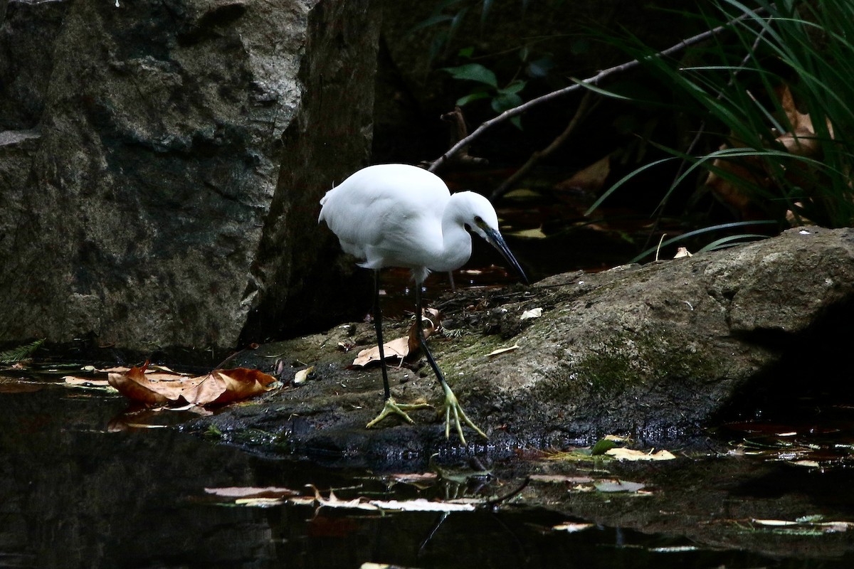 小白鷺 - ML647113566
