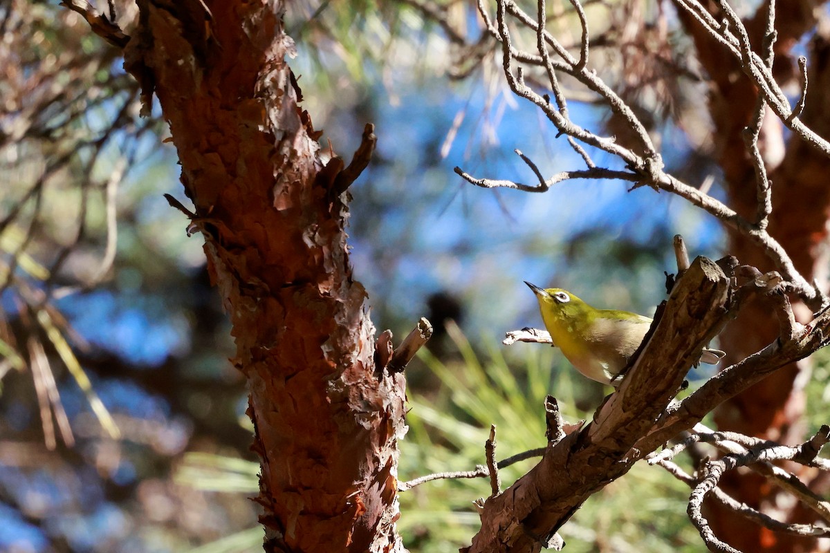 日菲繡眼 - ML647113567