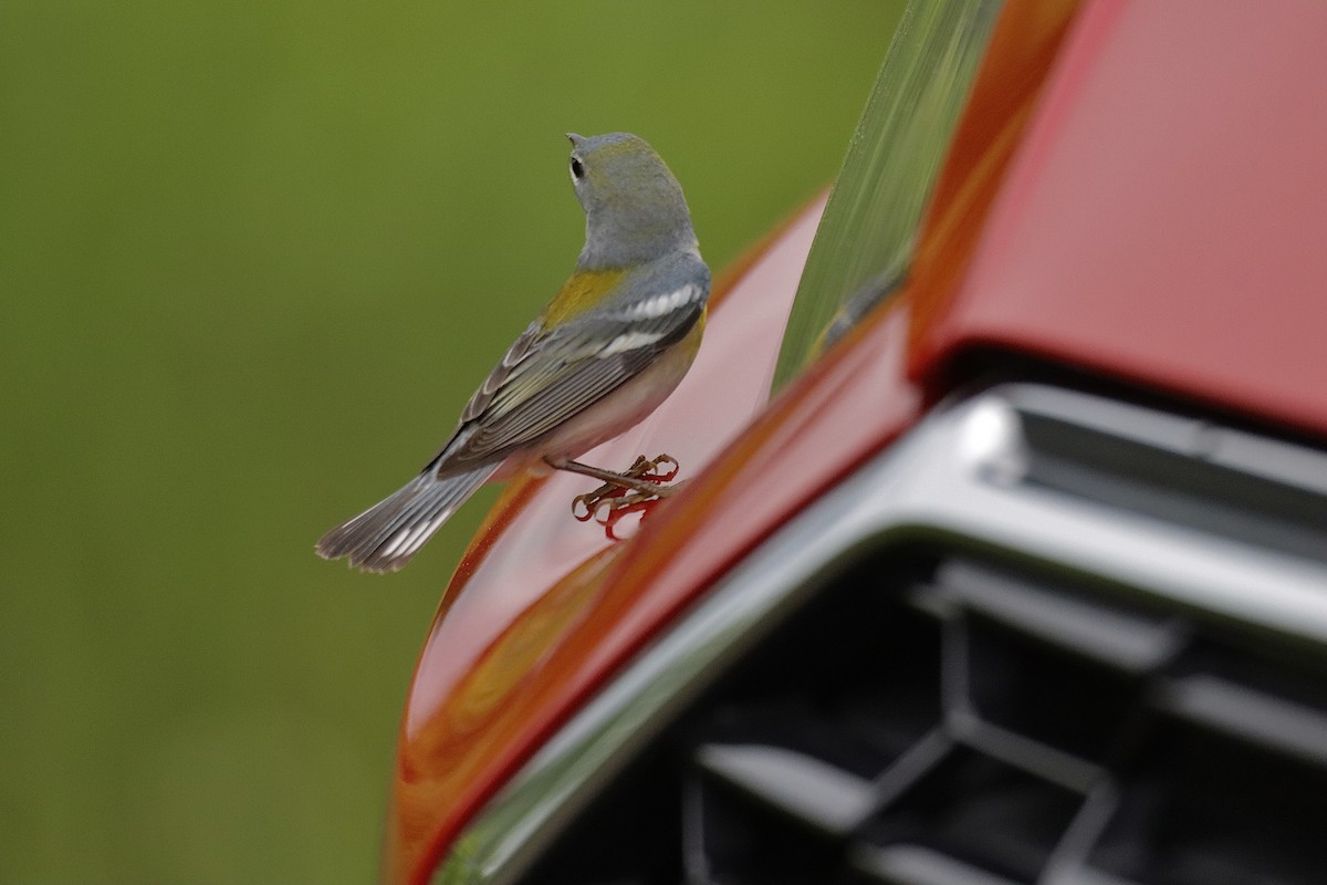 Northern Parula - ML647113569