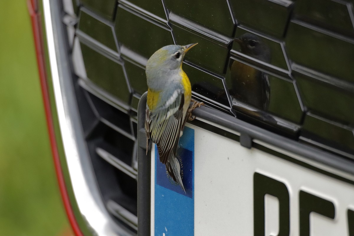 Northern Parula - ML647113570