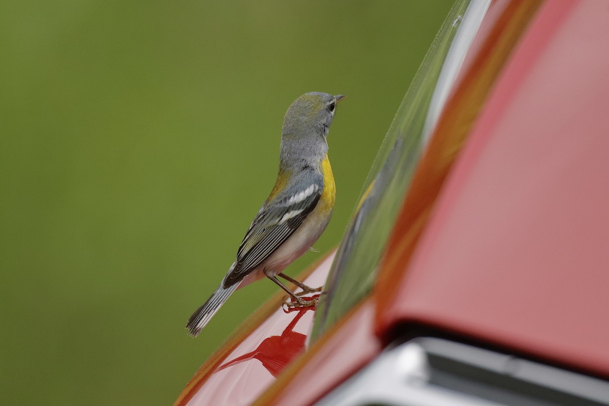 Northern Parula - ML647113571