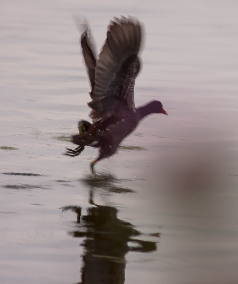 Курочка латиноамериканська - ML647113575