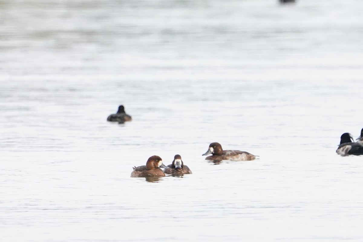 צולל ימי - ML647113579
