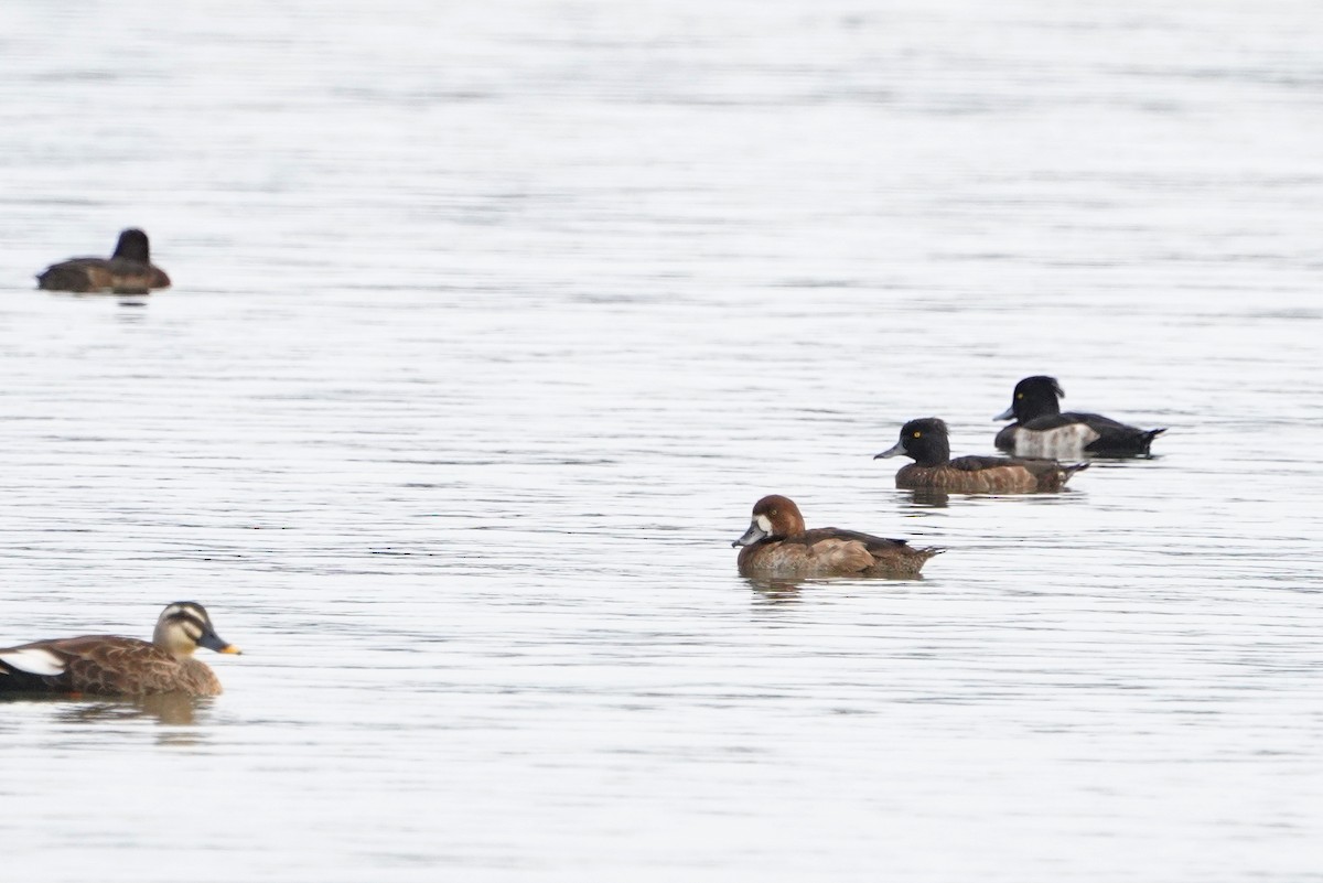 צולל ימי - ML647113582