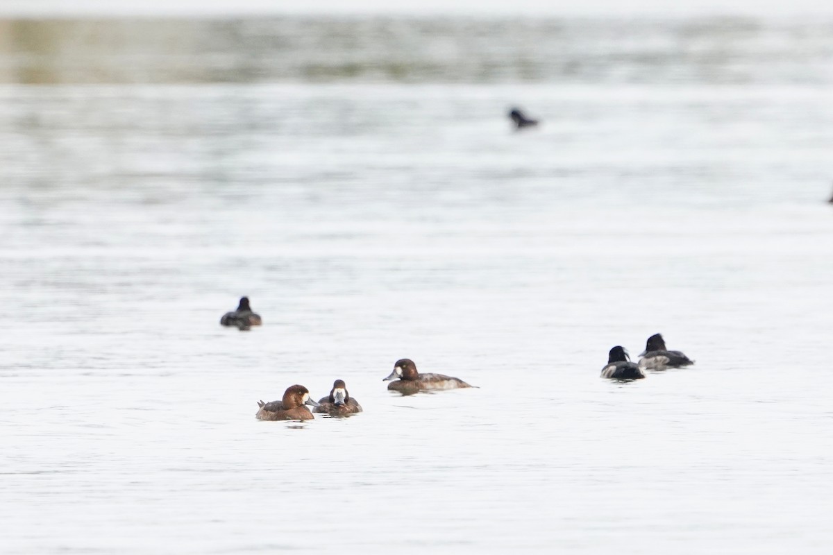 צולל ימי - ML647113583