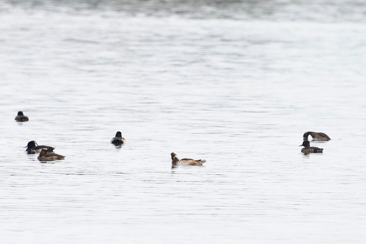 צולל ימי - ML647113584