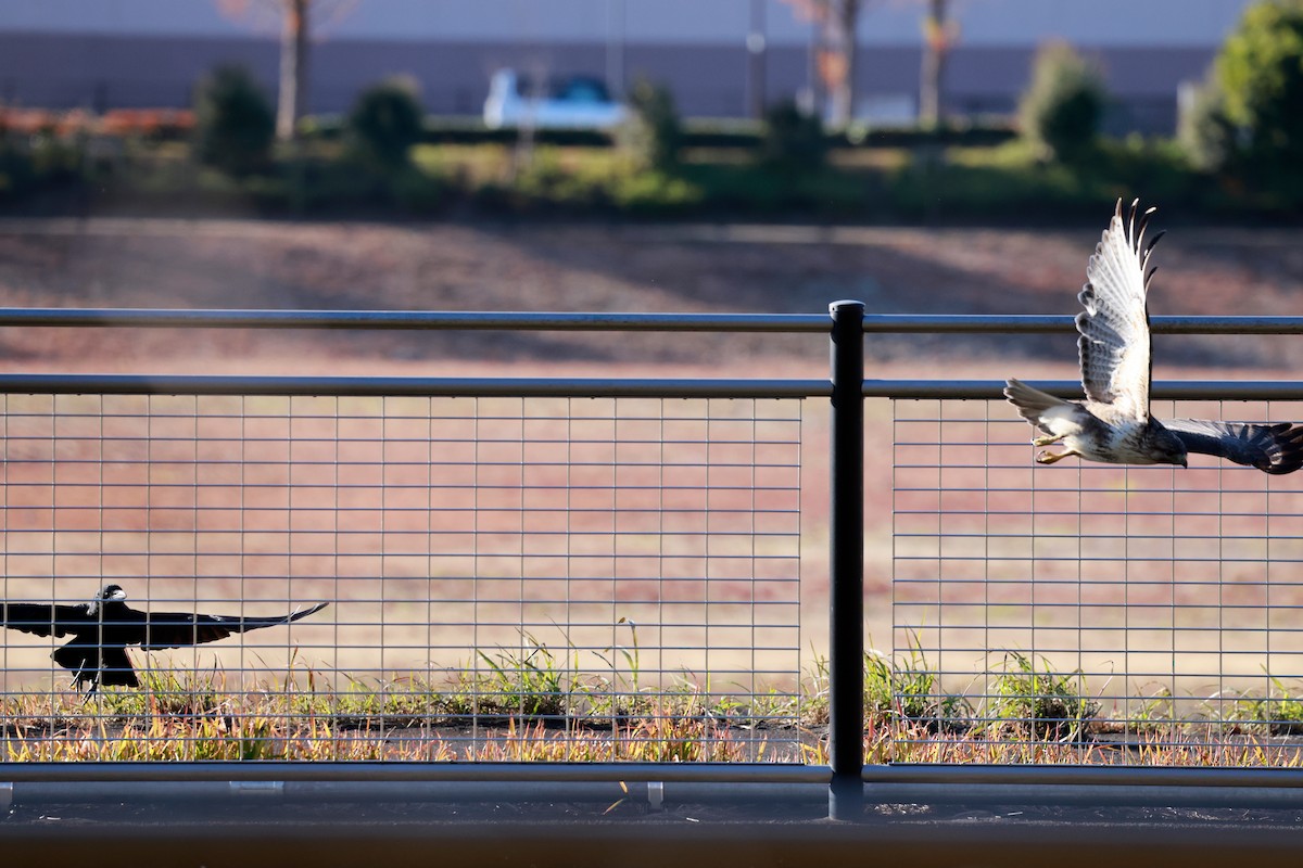 東方鵟 - ML647113585