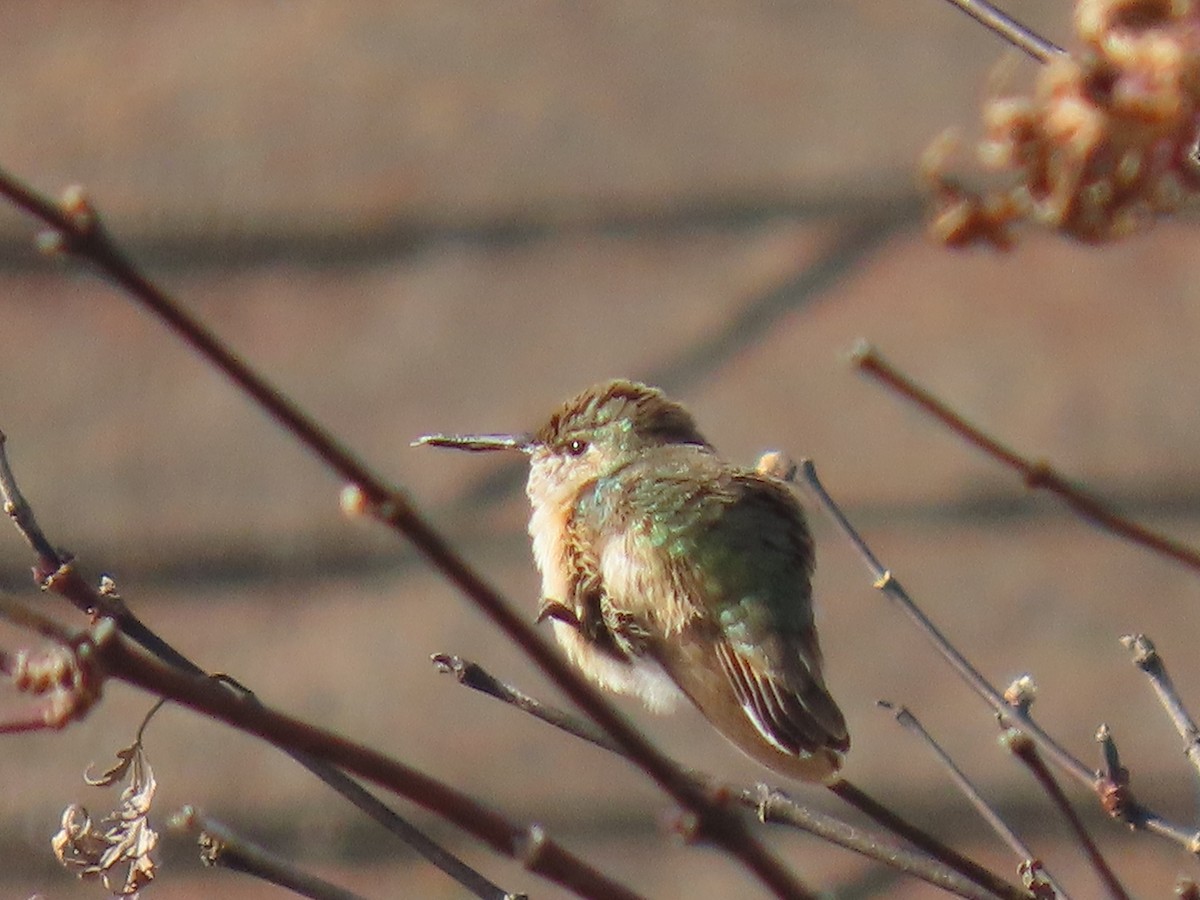 Calliope Hummingbird - ML647113587