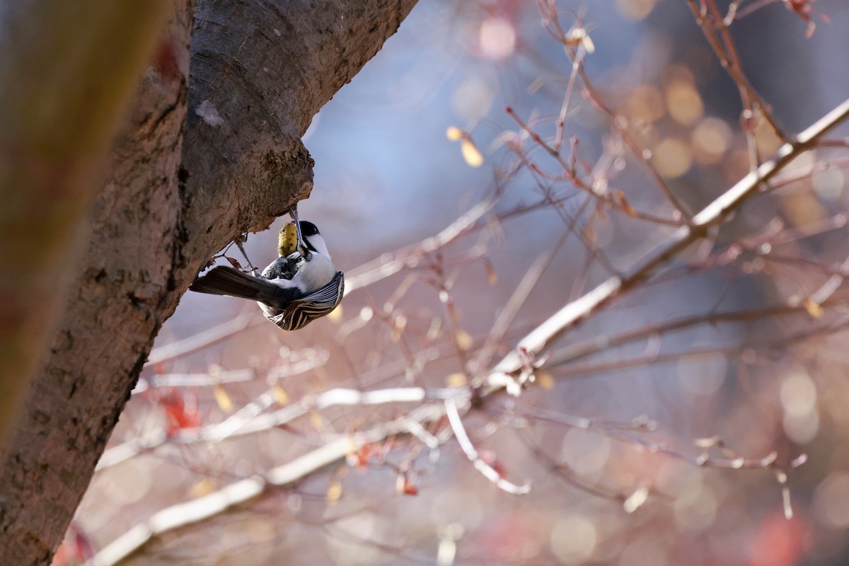 白頰山雀 - ML647113588