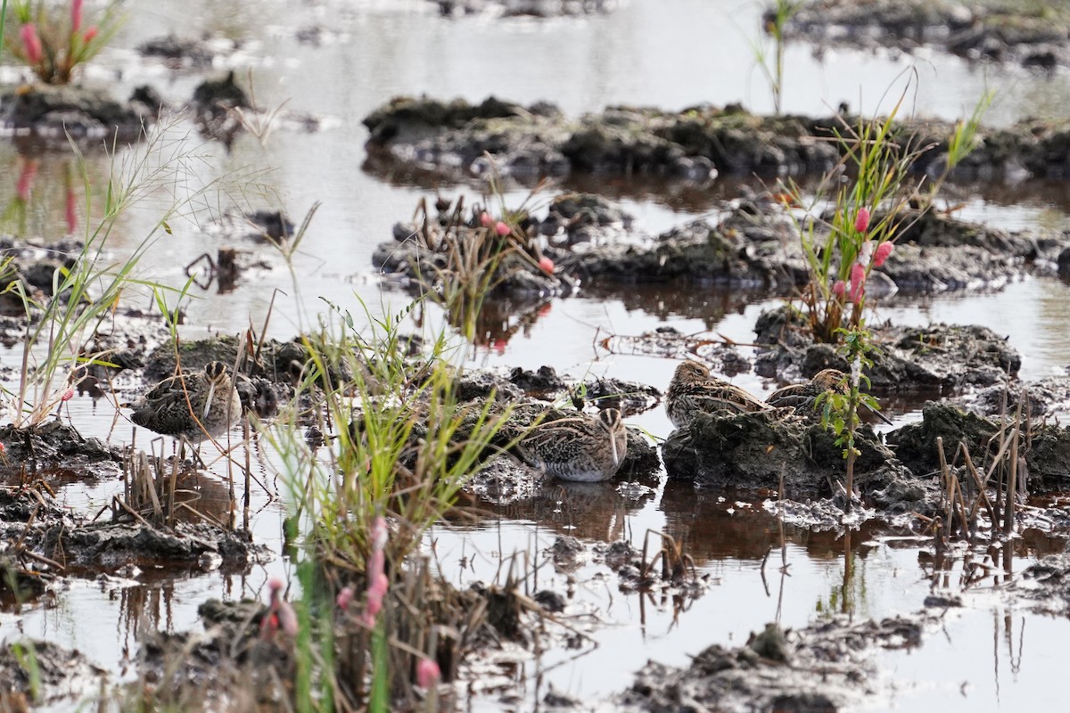 Common Snipe - ML647113592