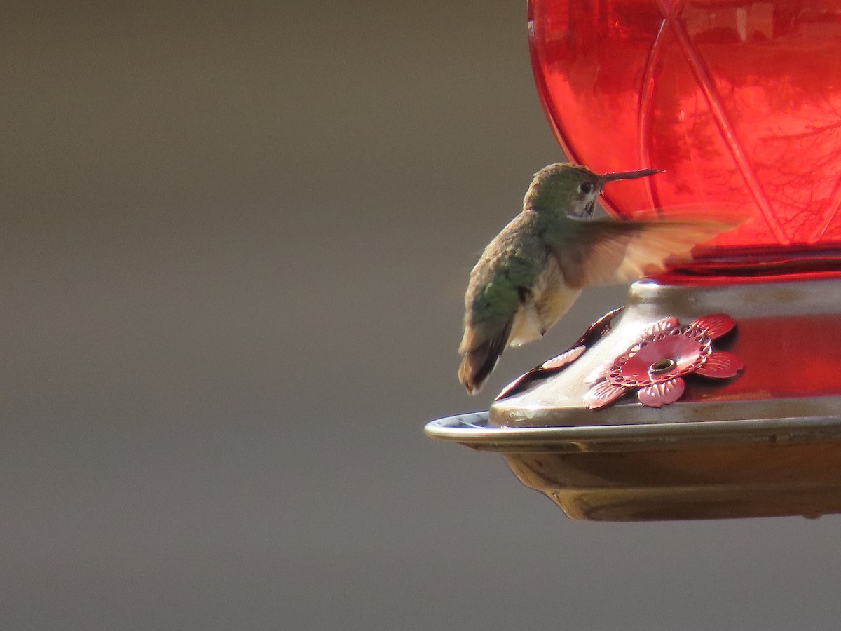 Calliope Hummingbird - ML647113593