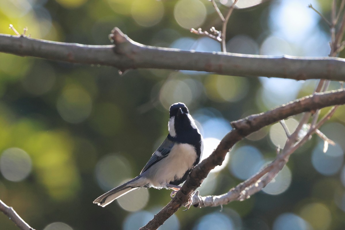 白頰山雀 - ML647113602