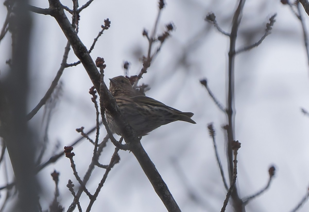 Pine Siskin - ML647113608
