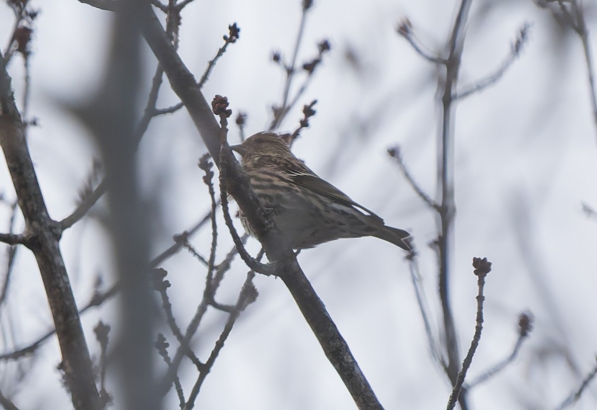 Pine Siskin - ML647113609