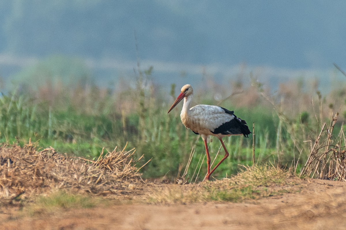 Белый аист - ML647113612