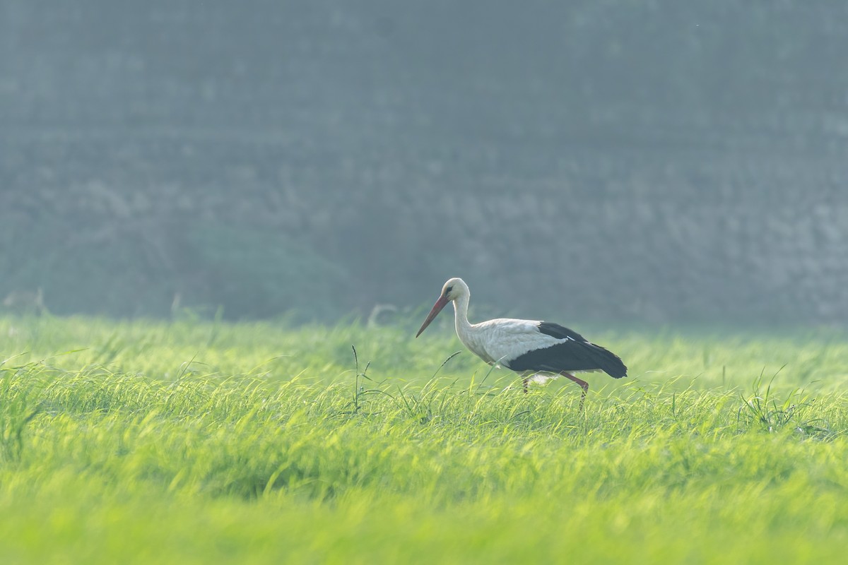 Белый аист - ML647113613