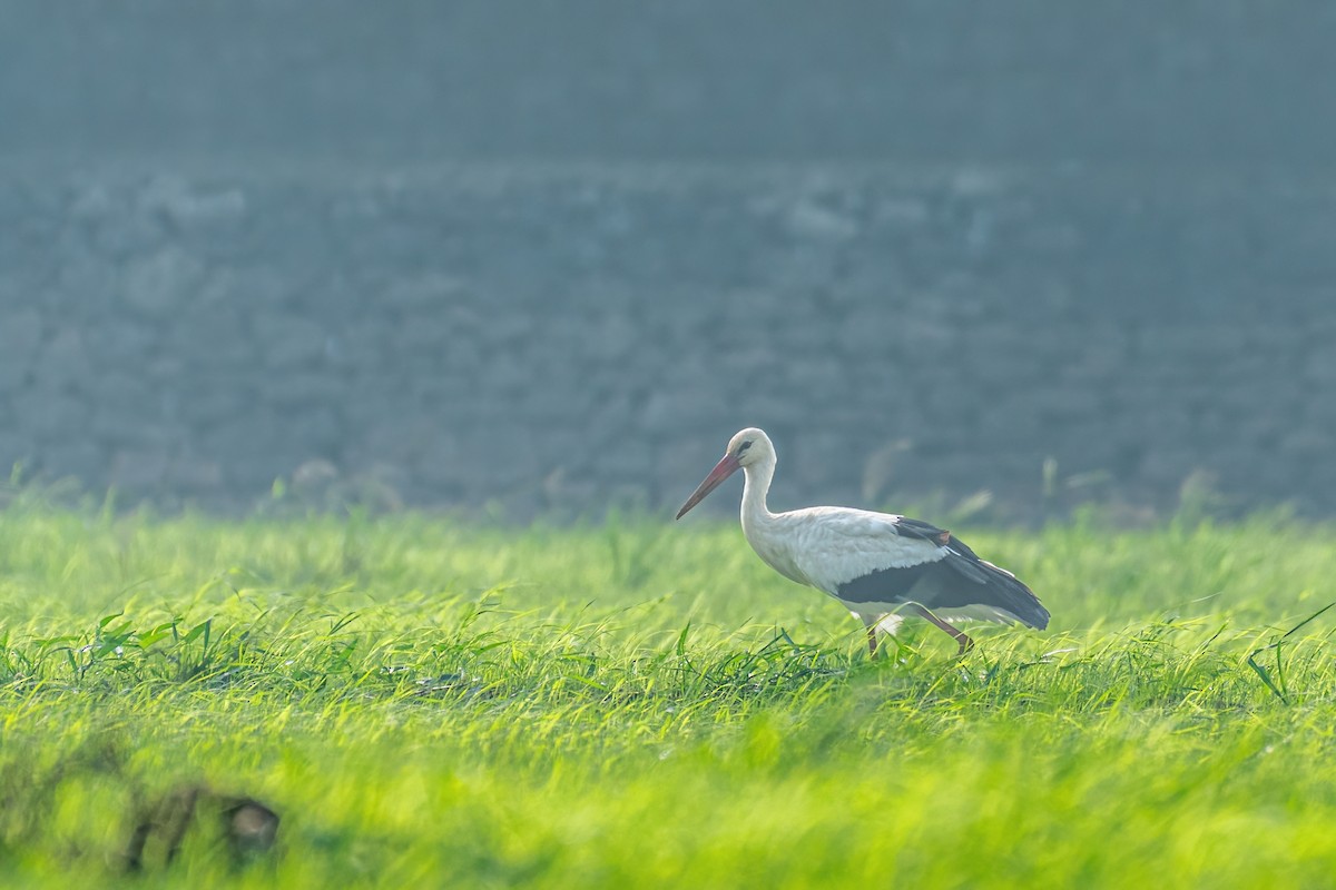 Белый аист - ML647113614